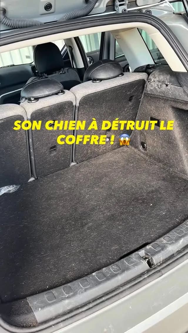 Coffre couvert de poils de chien : nettoyage intérieur par Lustr'Auto 31